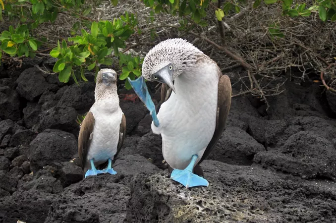 Dancing Blue footed Boobies