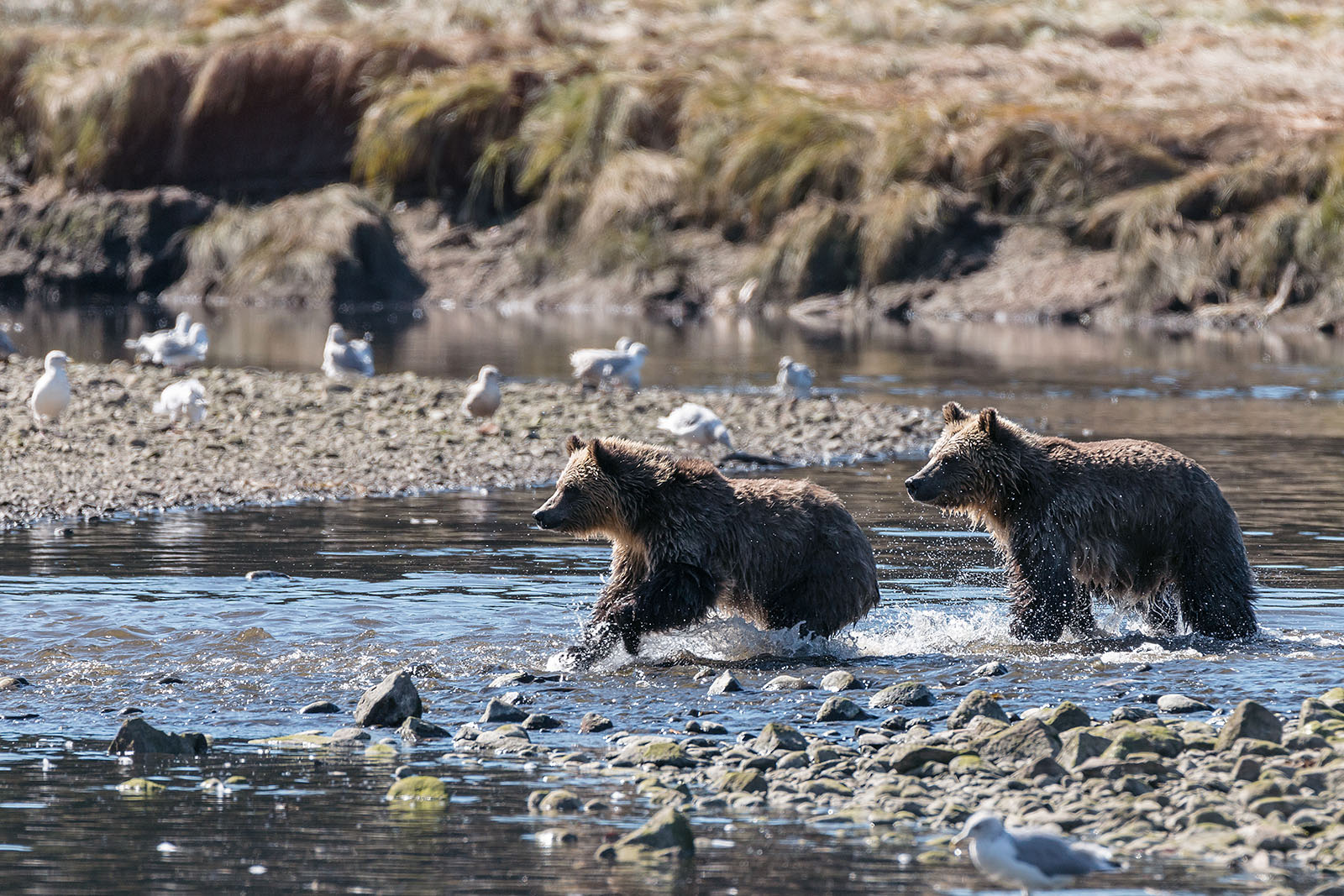 Grizzly Bear Cubs running through water