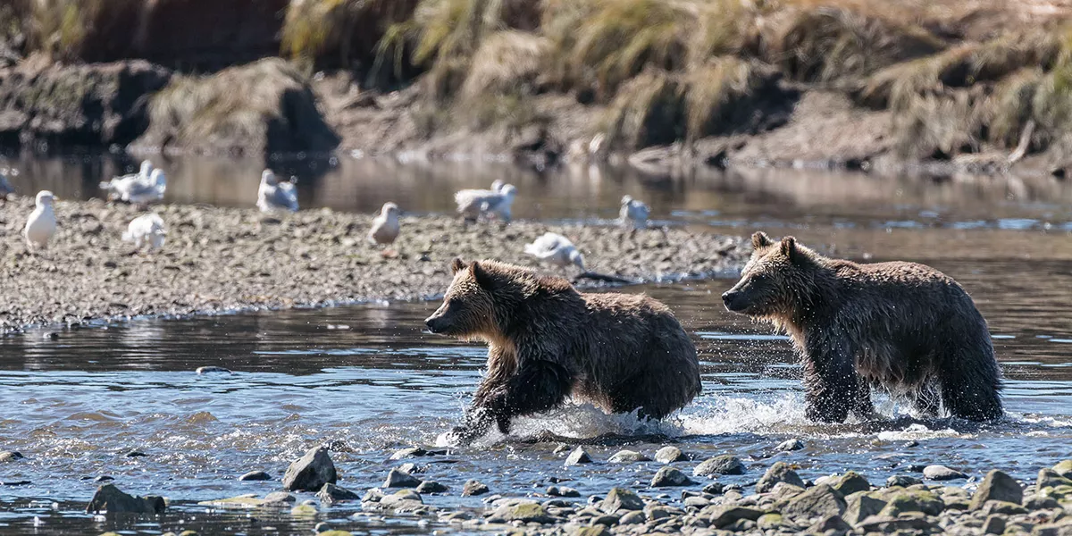 Grizzly Bear Cubs running through water