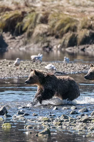 Grizzly Bear Cubs running through water