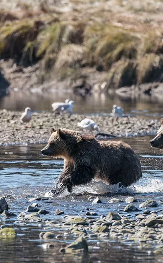 Grizzly Bear Cubs running through water