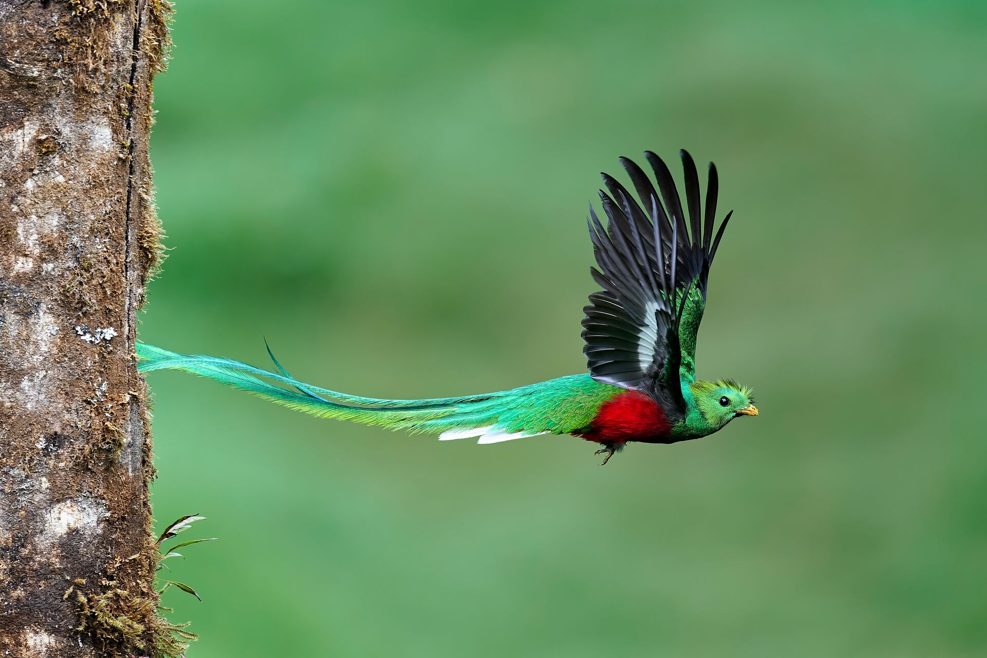 Costa Rica Resplendent Quetzal