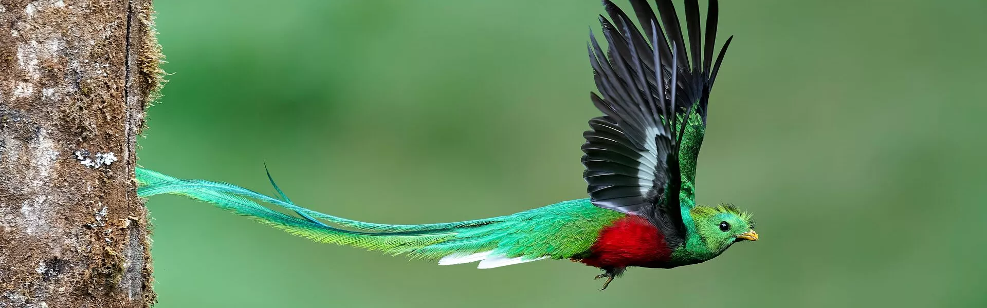 Costa Rica Resplendent Quetzal