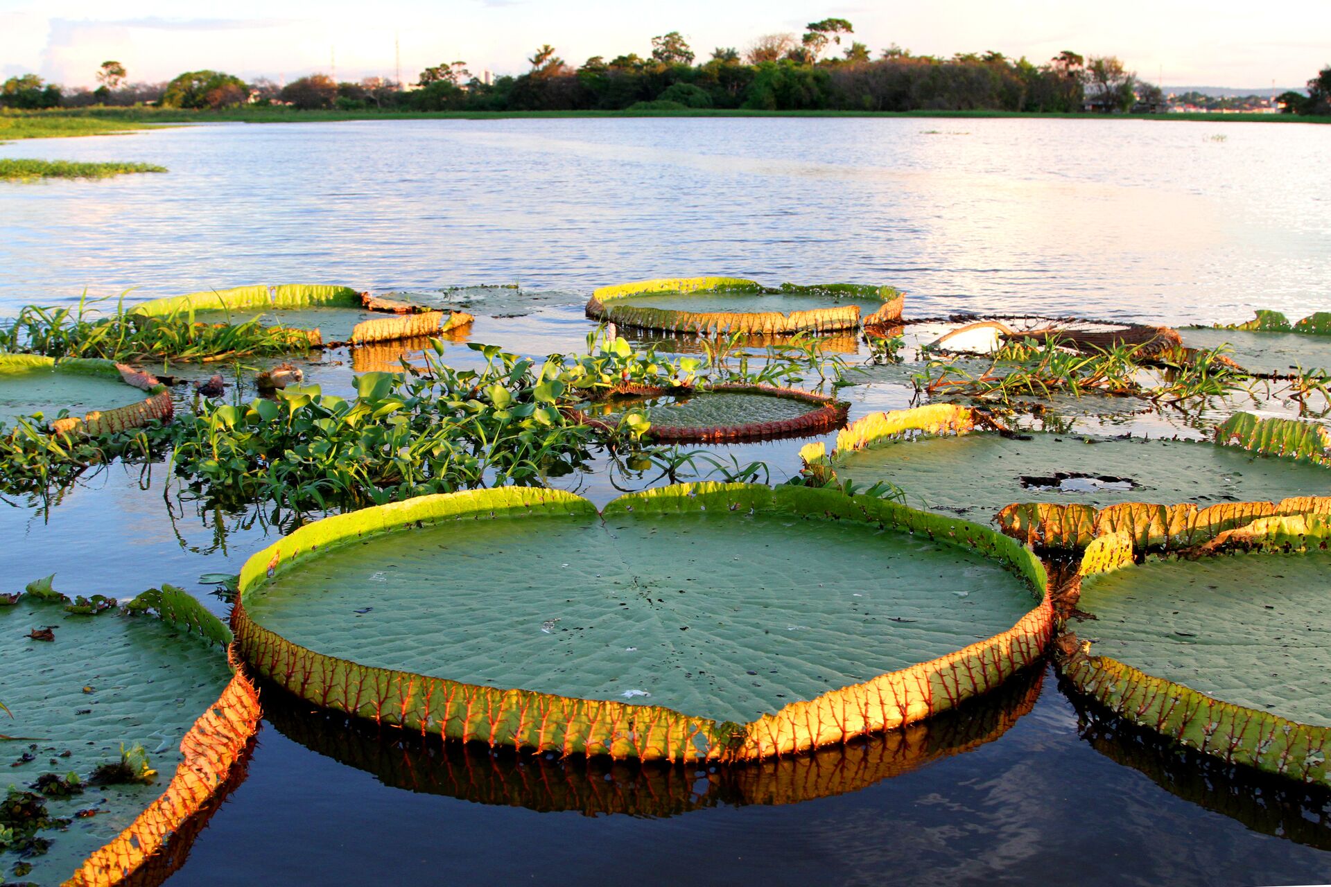 Large water lilies in a river