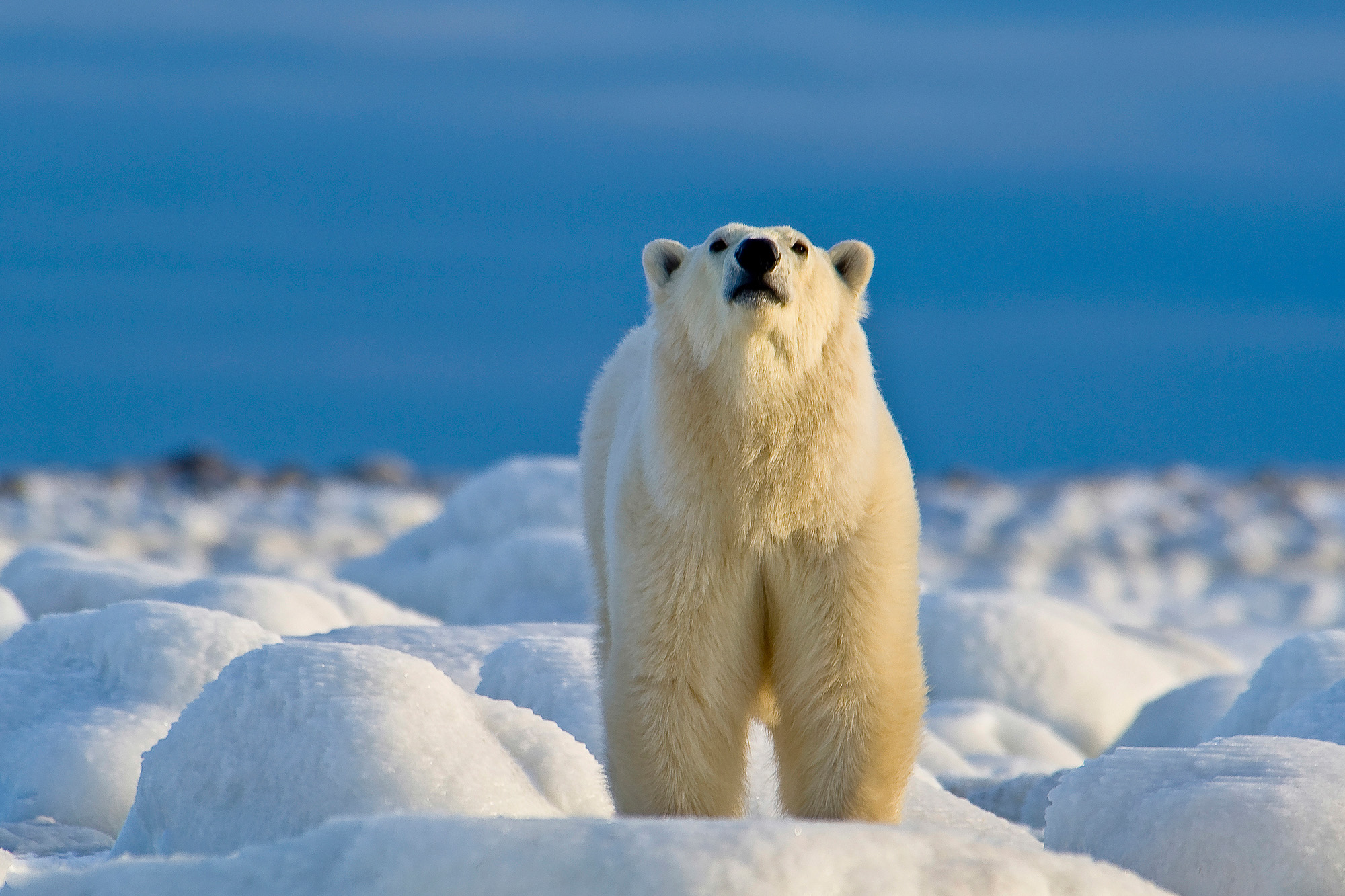 Canada Manitoba Churchill Wild 19. Polar Bear Sniffing Courtesy Of Churchill Wild, Photocredit Dennis Fast
