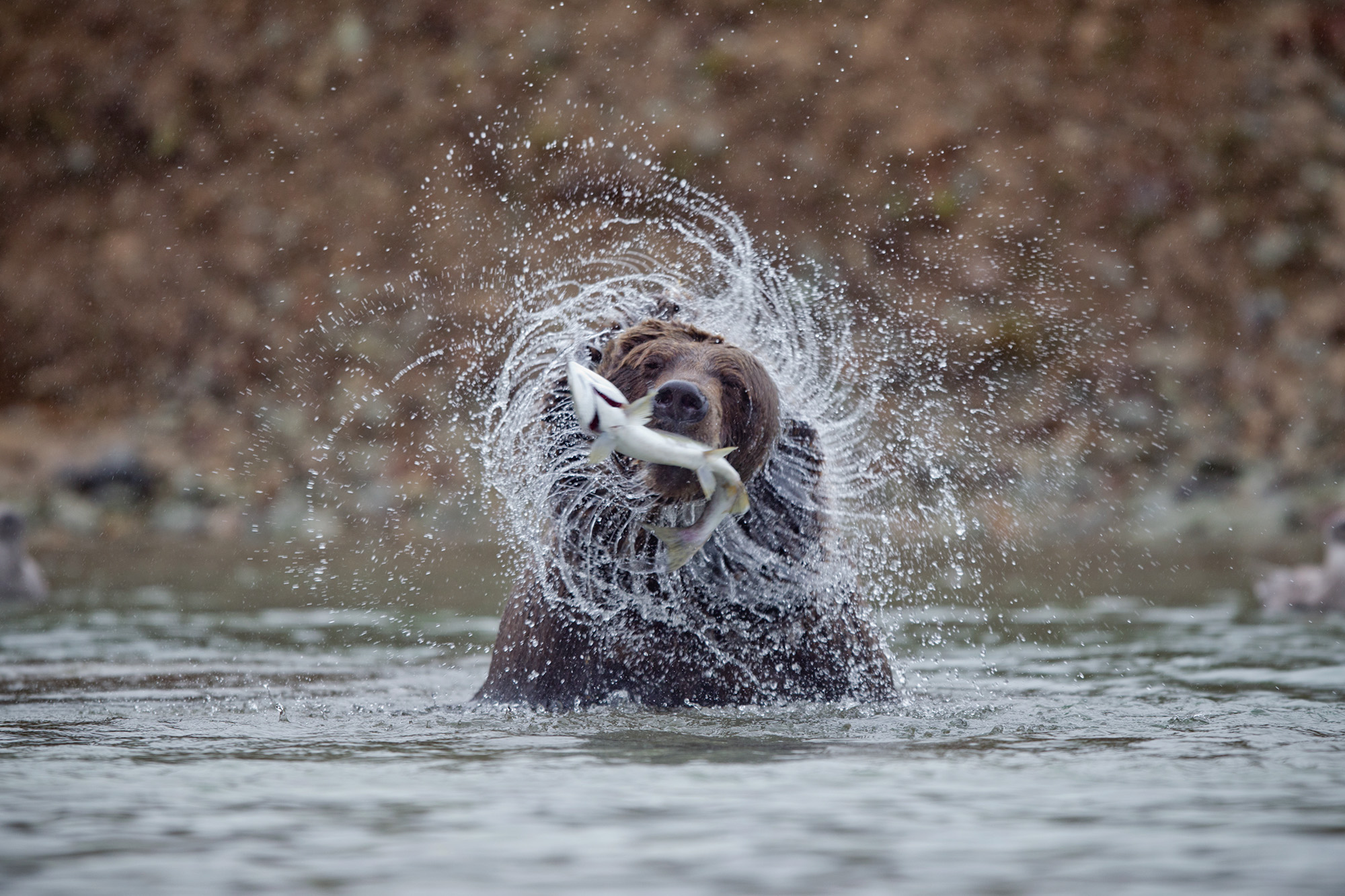 USA Alaska Katmai National Park Coastal Brown Bear