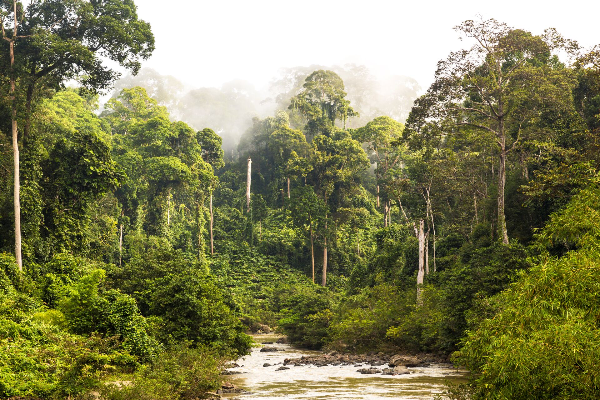 Mist And River Through Tropical Rainforest