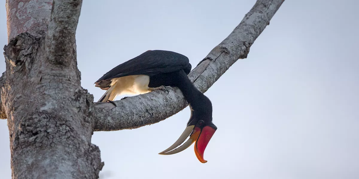 Rhinoceros Hornbill bird