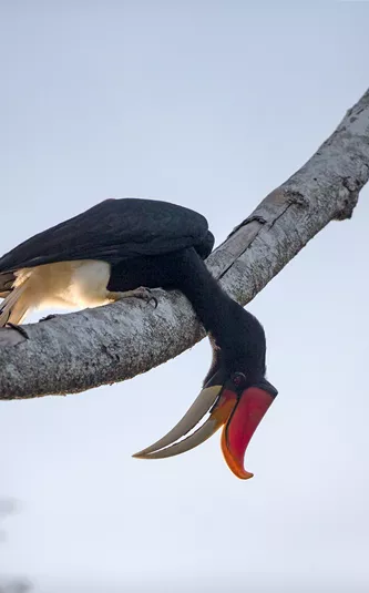 Rhinoceros Hornbill bird