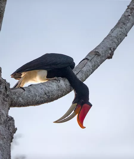 Rhinoceros Hornbill bird