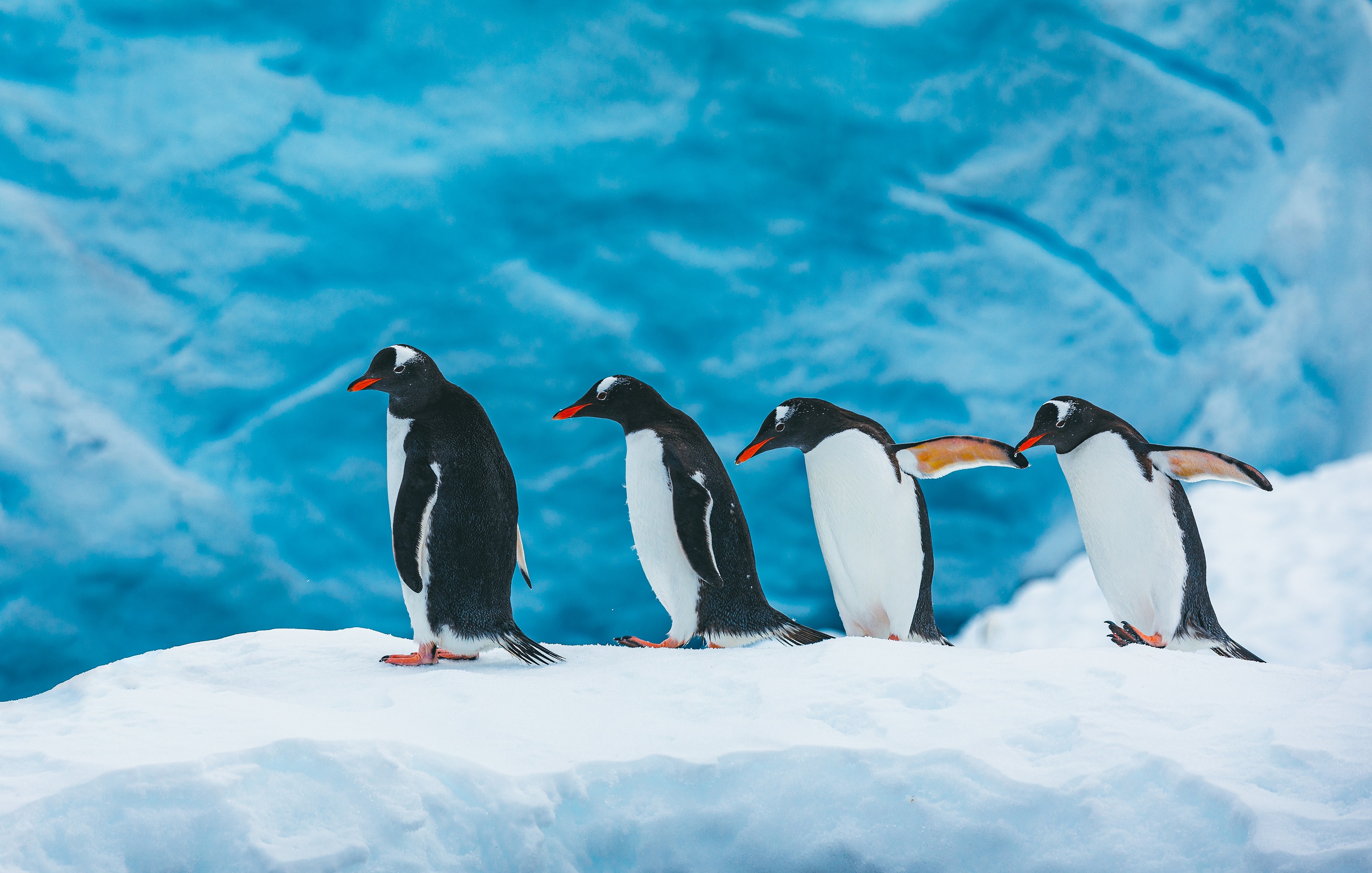 Four Gentoo penguins walk along a snow bank