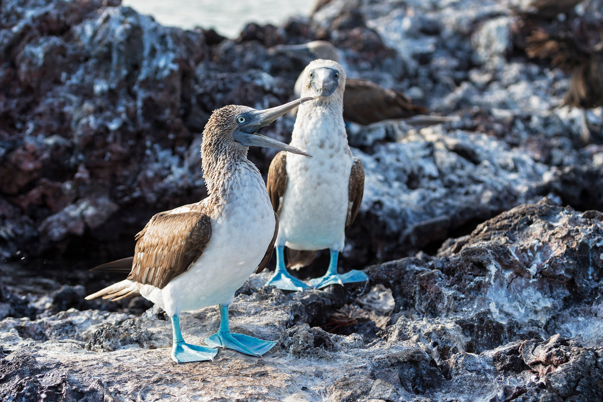 Blue footed boobies