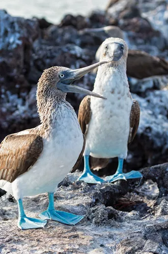 Blue footed boobies