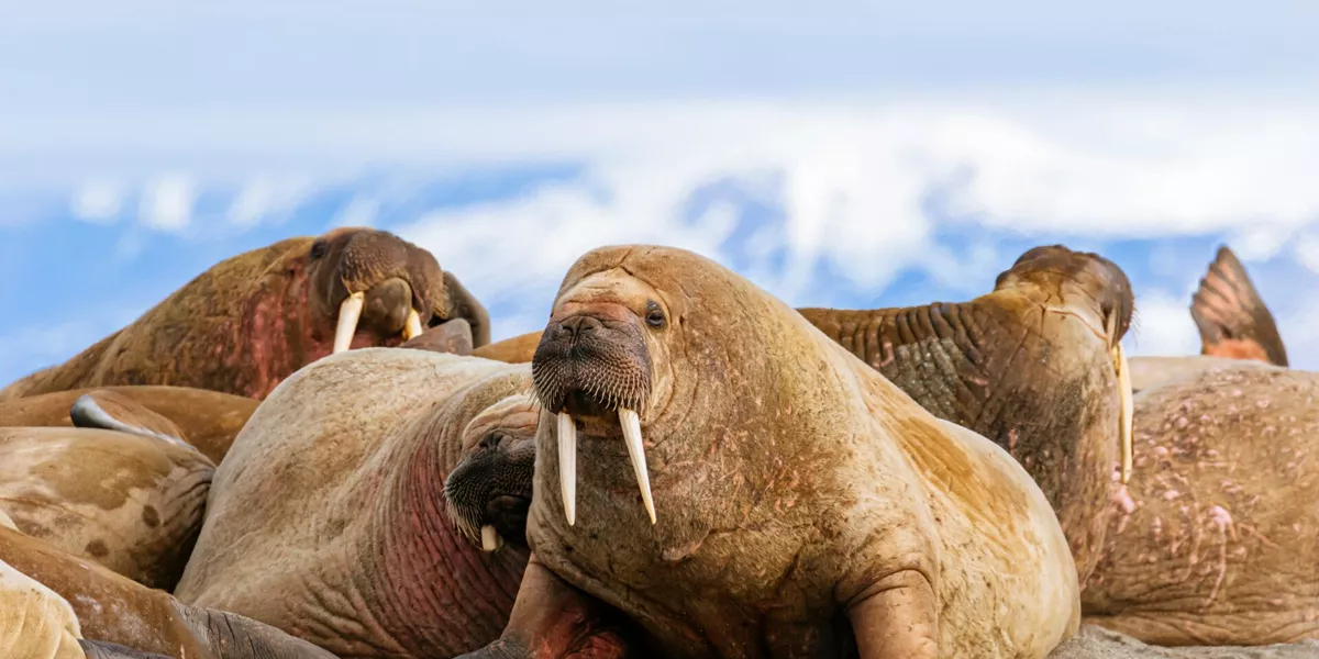 Walrus