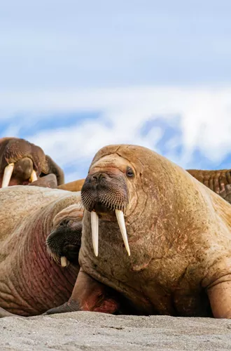 Walrus