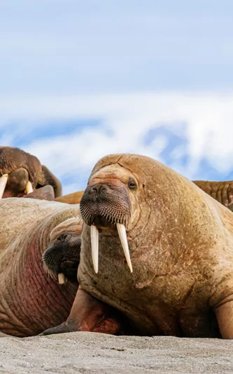 Walrus