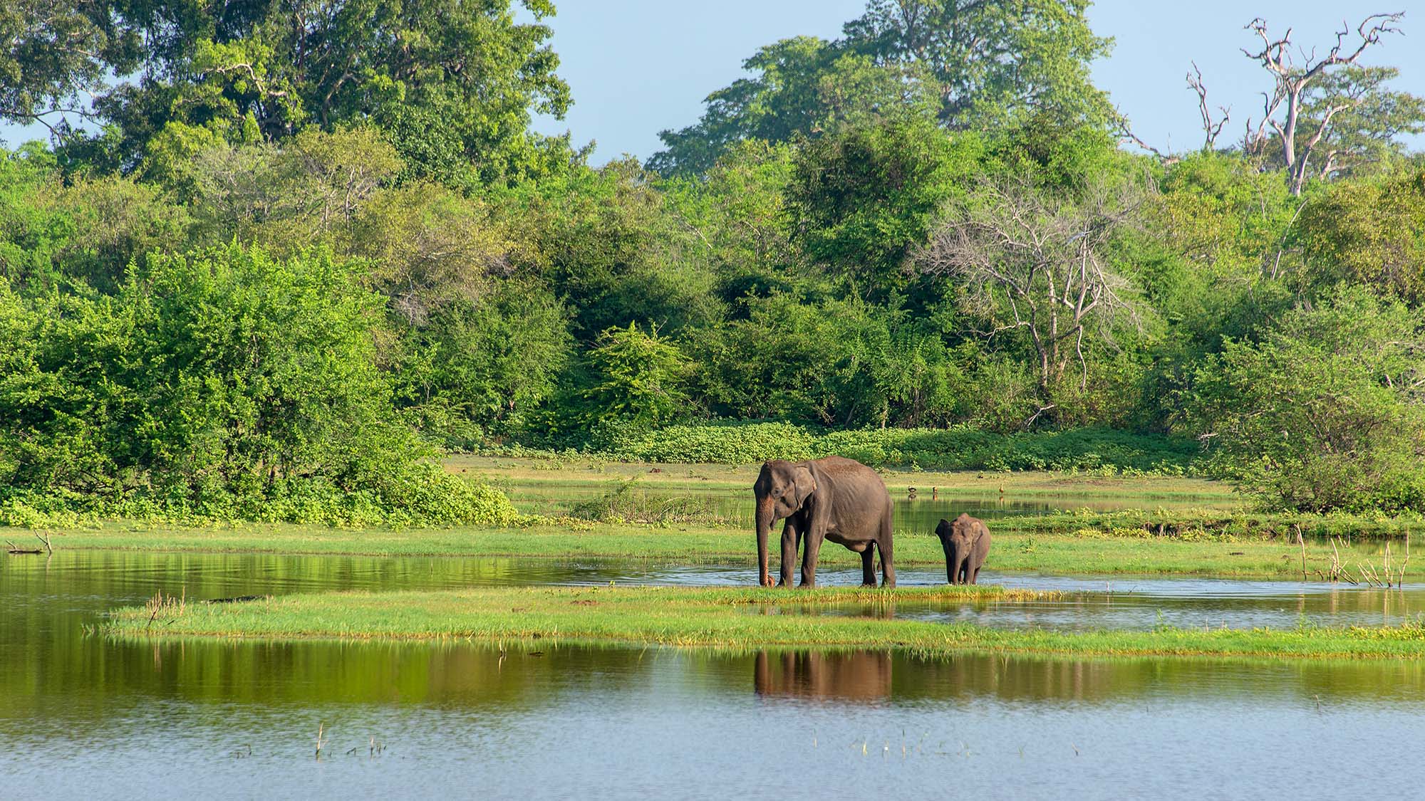 Mother And Baby Elephant