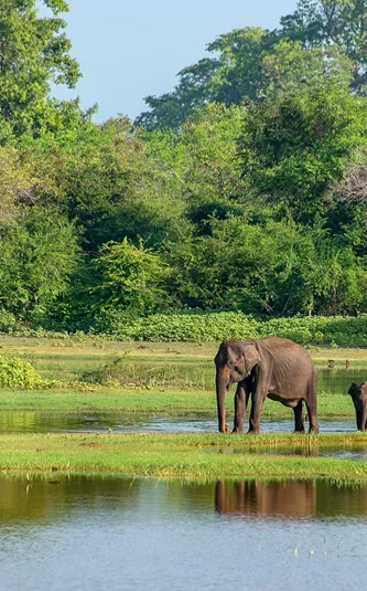 Mother And Baby Elephant
