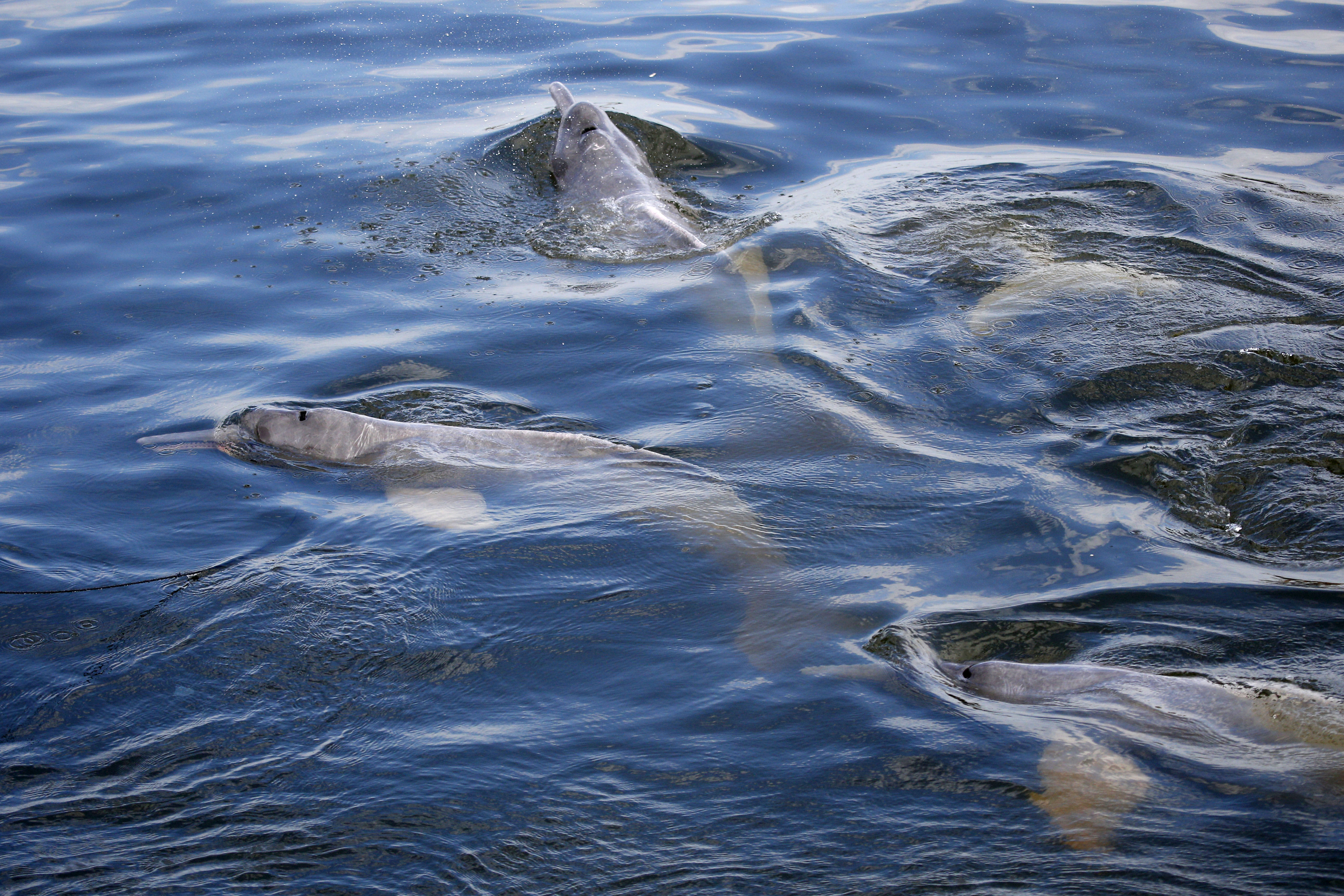 Pink River Dolphins swimming in water