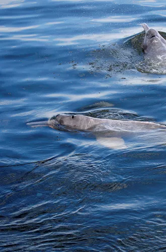 Pink River Dolphins swimming in water