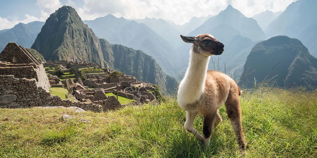 Llama in ancient city of Machu Picchu