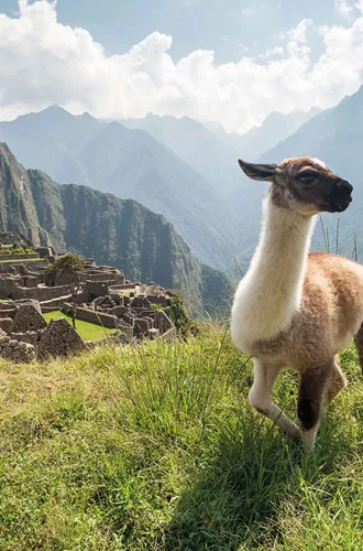 Llama in ancient city of Machu Picchu