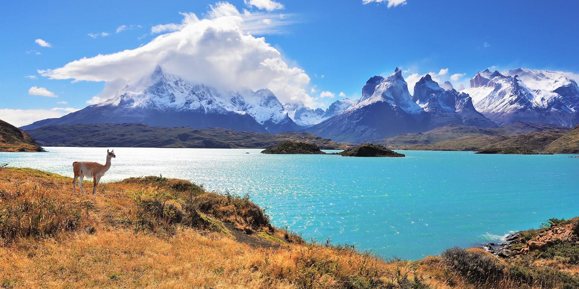 A llama standing on a grassy hill next to a body of water and mountains in the distance