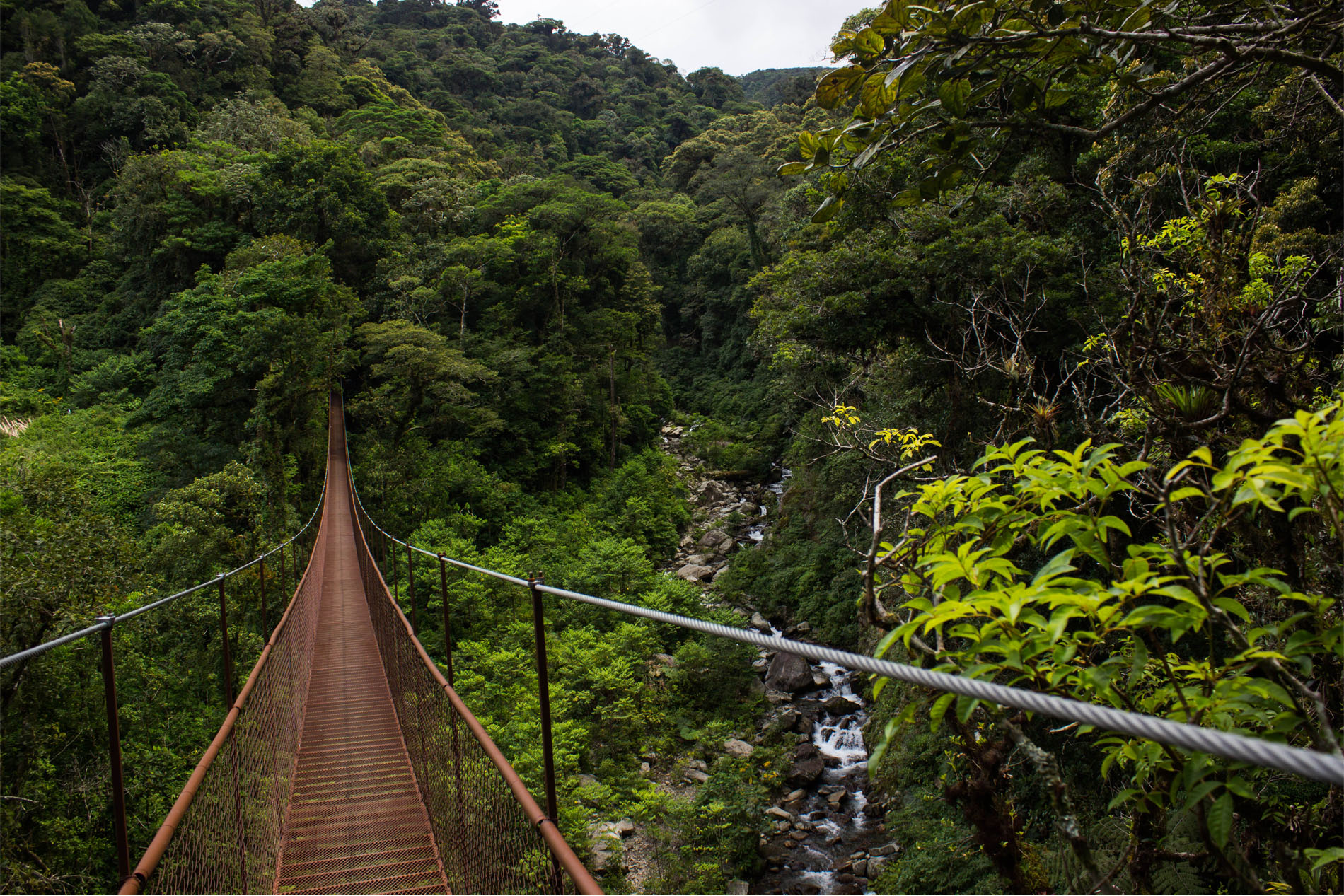 Panama Boquete From Supplier (1)