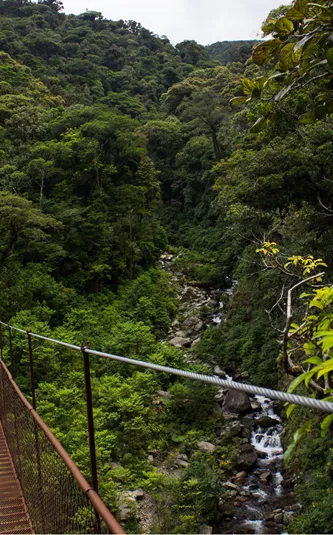 Panama Boquete From Supplier (1)