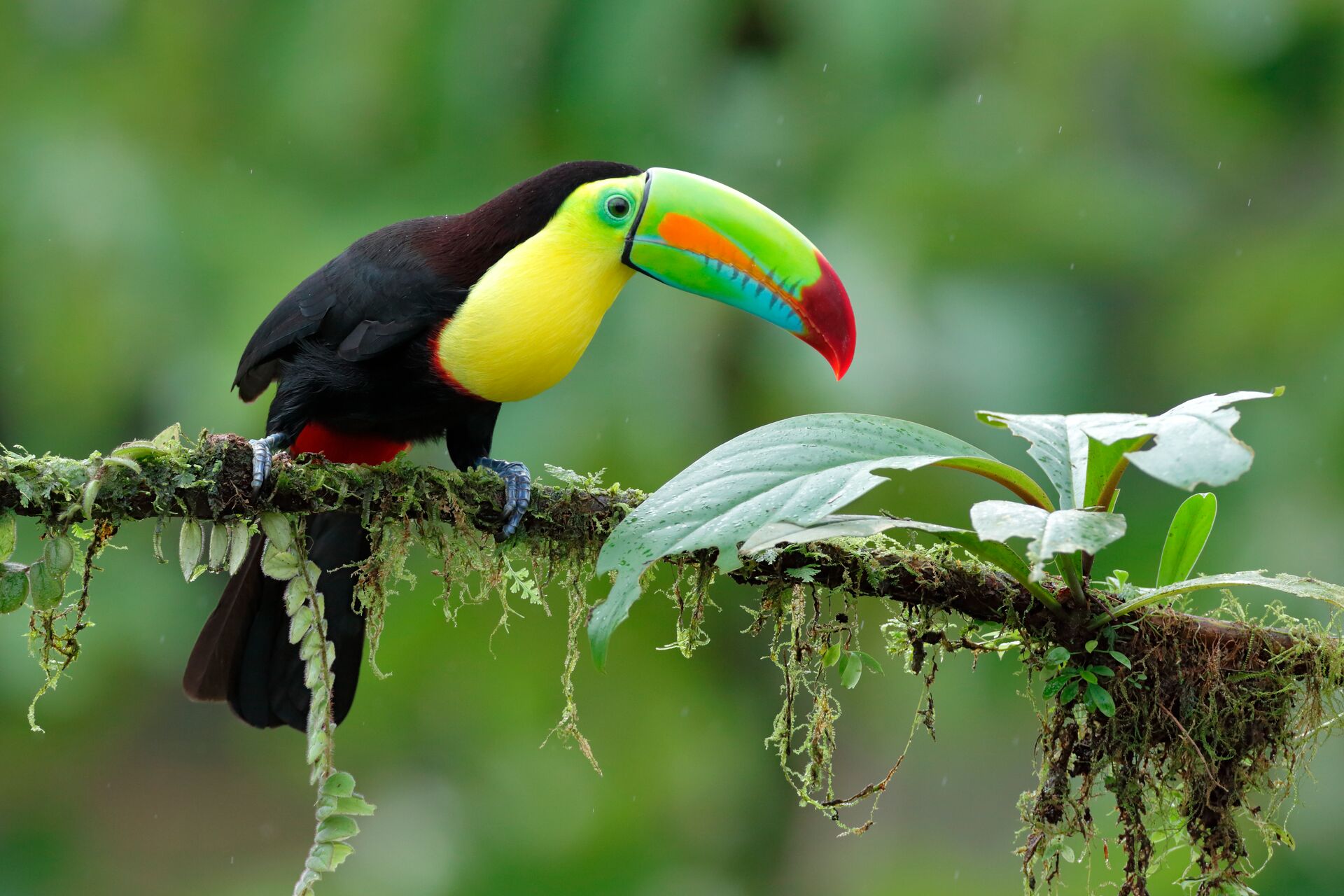 Keel Billed Toucan