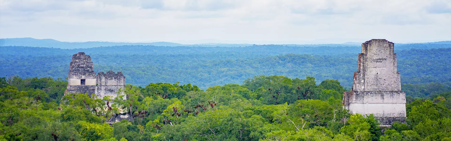 Above The Tree view with some ruins poking out of the trees
