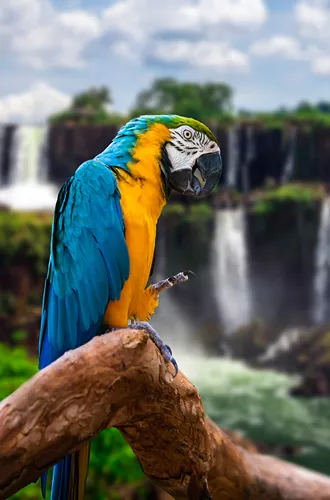 Bird in front of iguazu falls