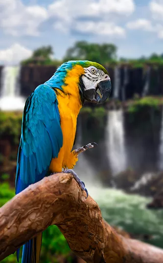 Bird in front of iguazu falls