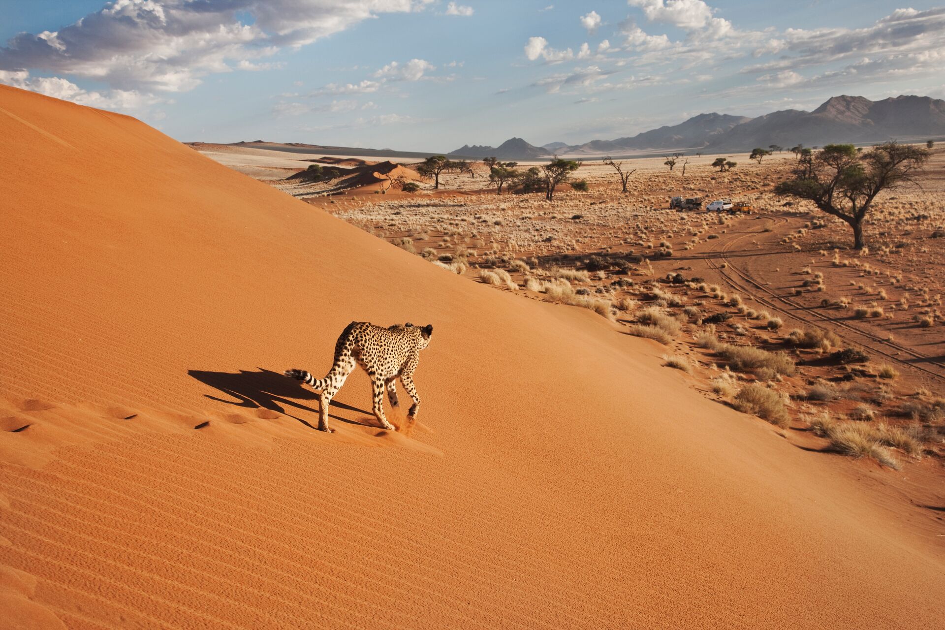 Namibia Cheetah (Acinonyx Jubatus) On Dune With Desert Landscape (1)