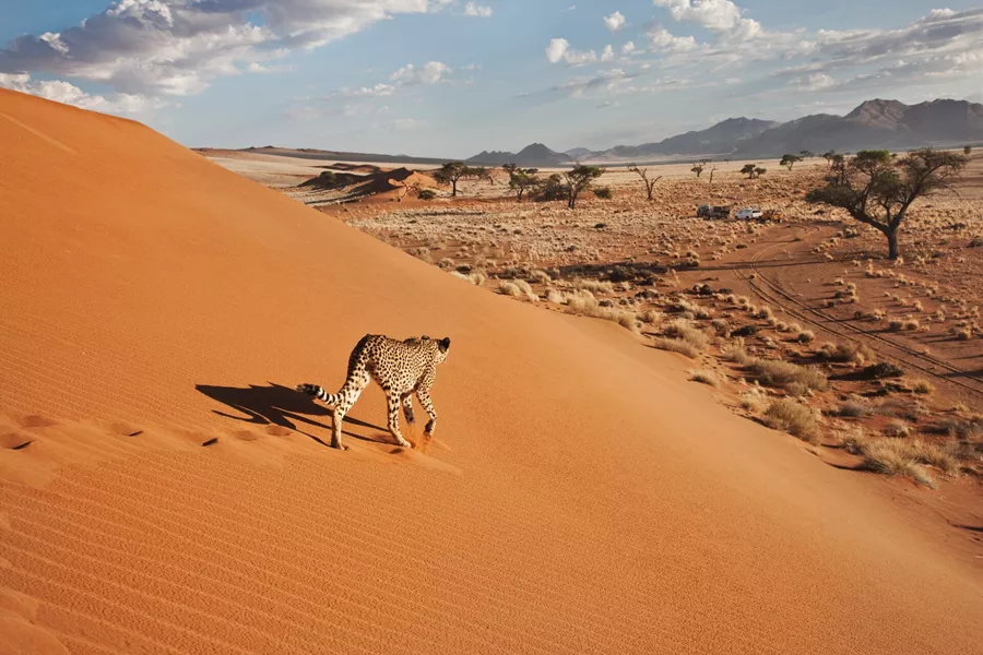 Namibia Cheetah (Acinonyx Jubatus) On Dune With Desert Landscape (1)