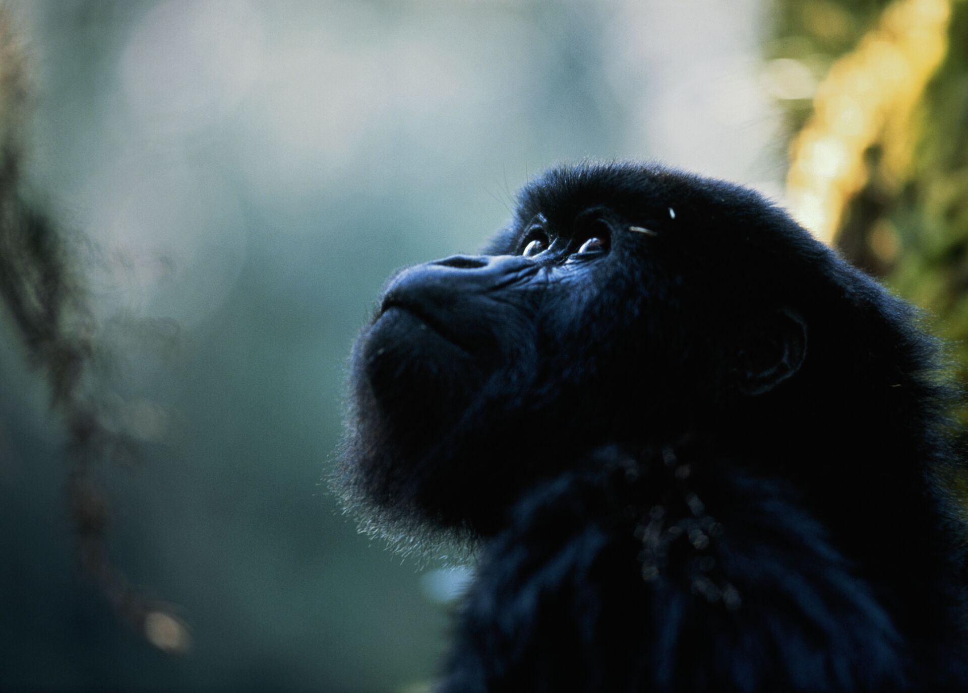  Adolescent Mountain Gorilla closeup