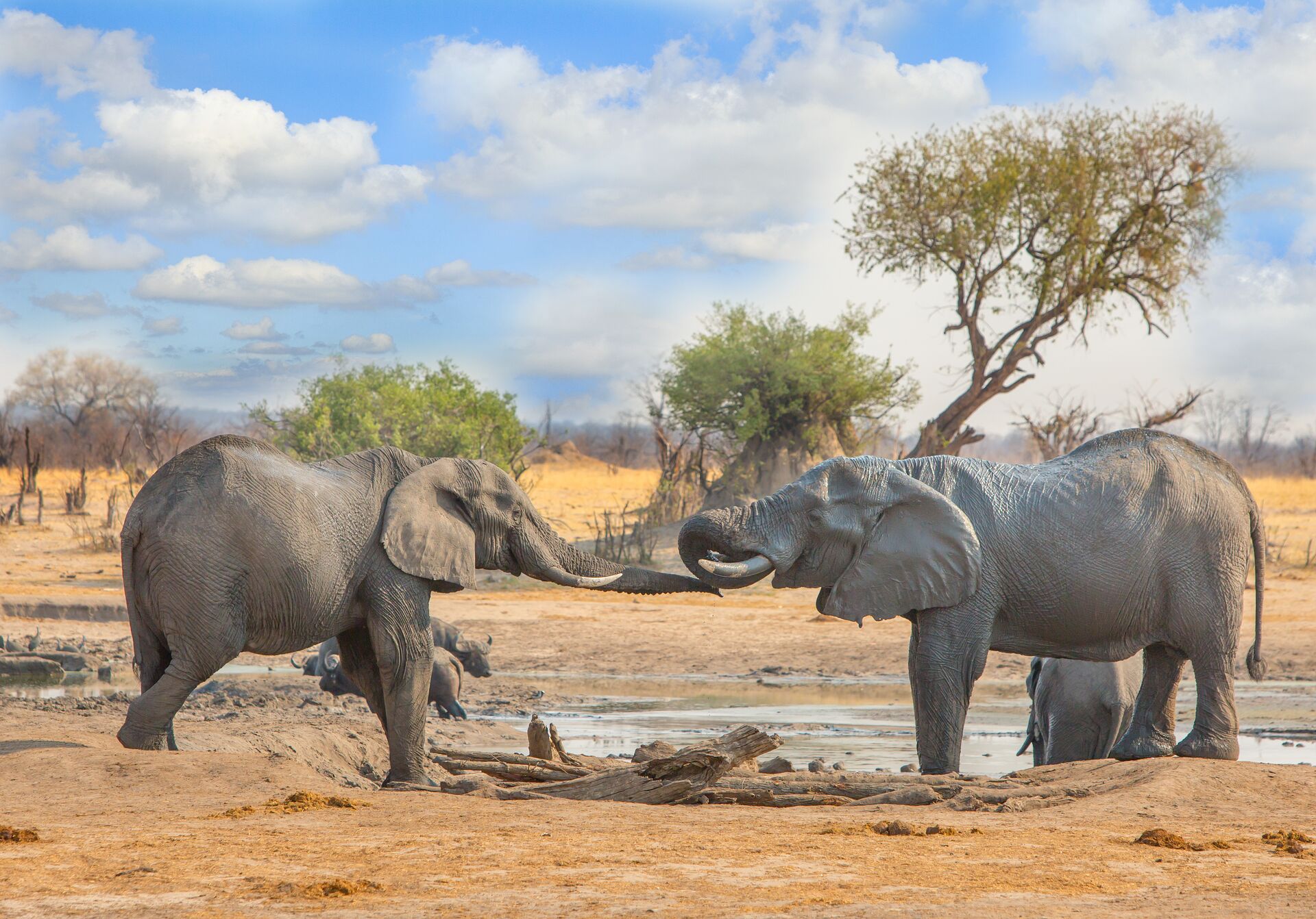 Zimbabwe Hwange National Park Elephants