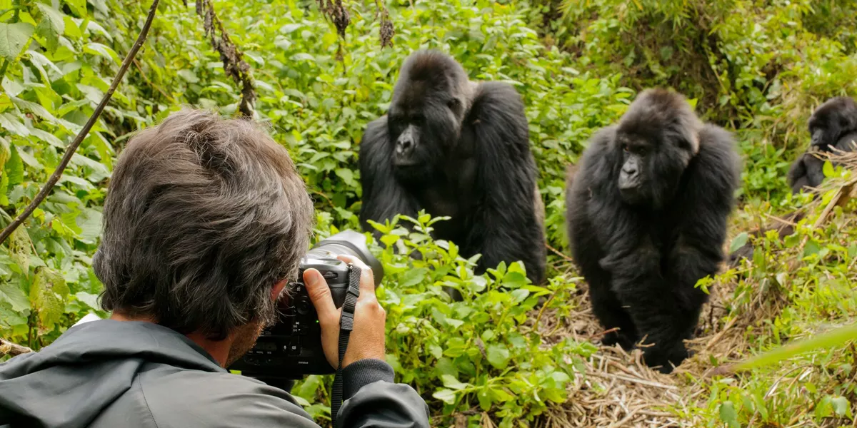 Photographer Taking Photos Of Silverback Mountain Gorilla