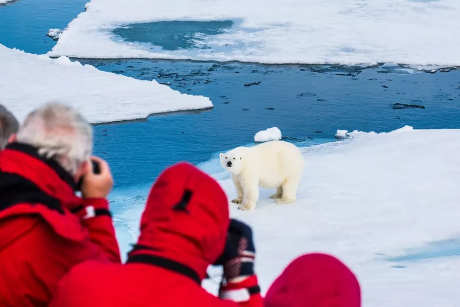 Polar Bear on ice With People Watching