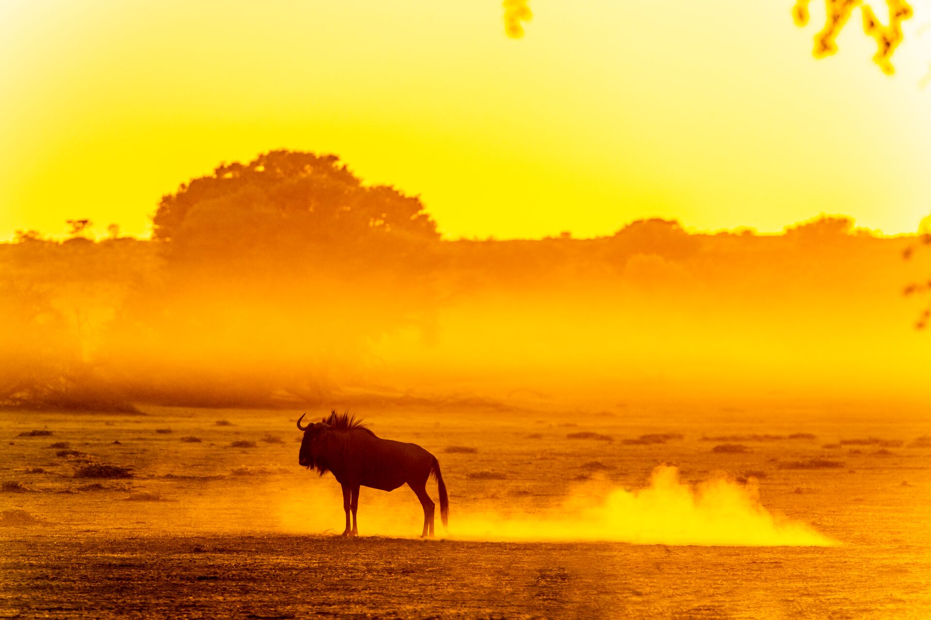 Wildebeest Standing In Dusty Dawn