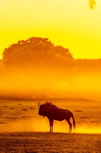 Wildebeest Standing In Dusty Dawn