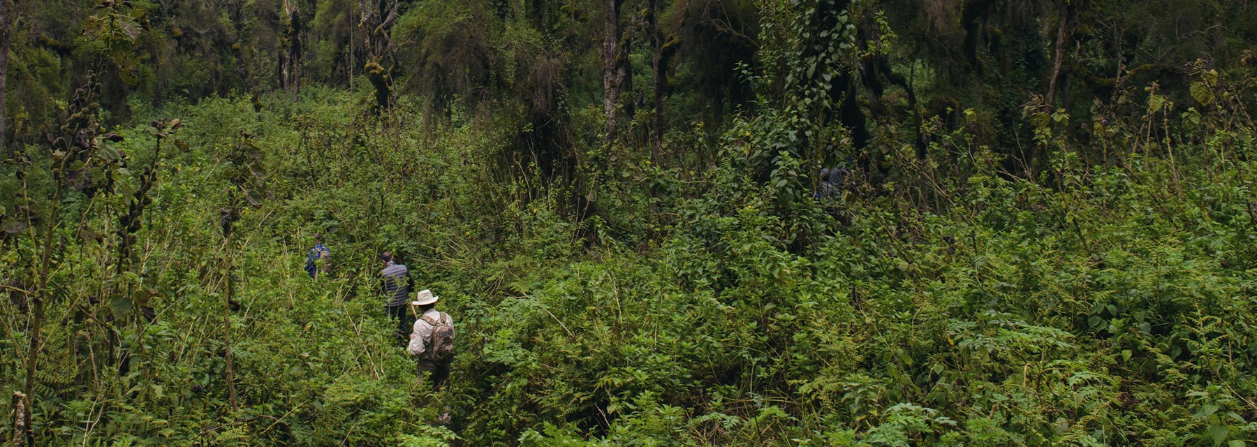 People trekking in Volcanoes National Park in Rwanda