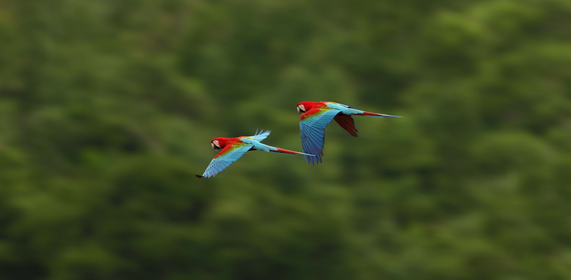 Macaw Parrots