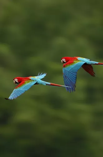 Macaw Parrots