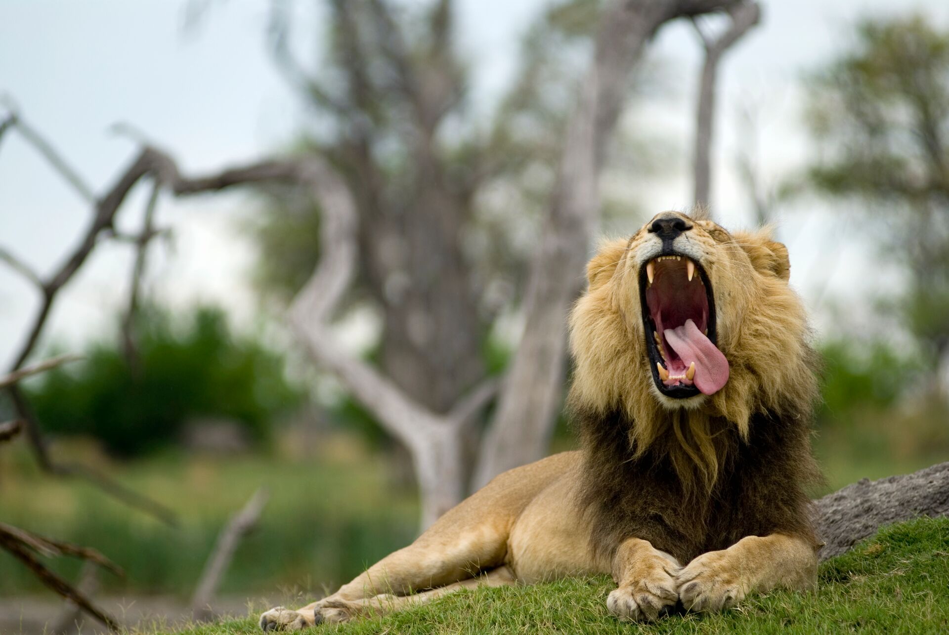 Lion (Panthera Leo) Yawning With Tongue Lolling To One Side