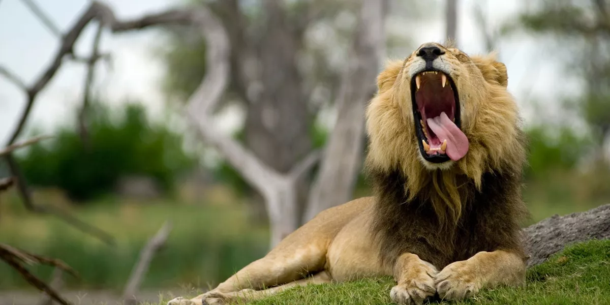 Lion (Panthera Leo) Yawning With Tongue Lolling To One Side