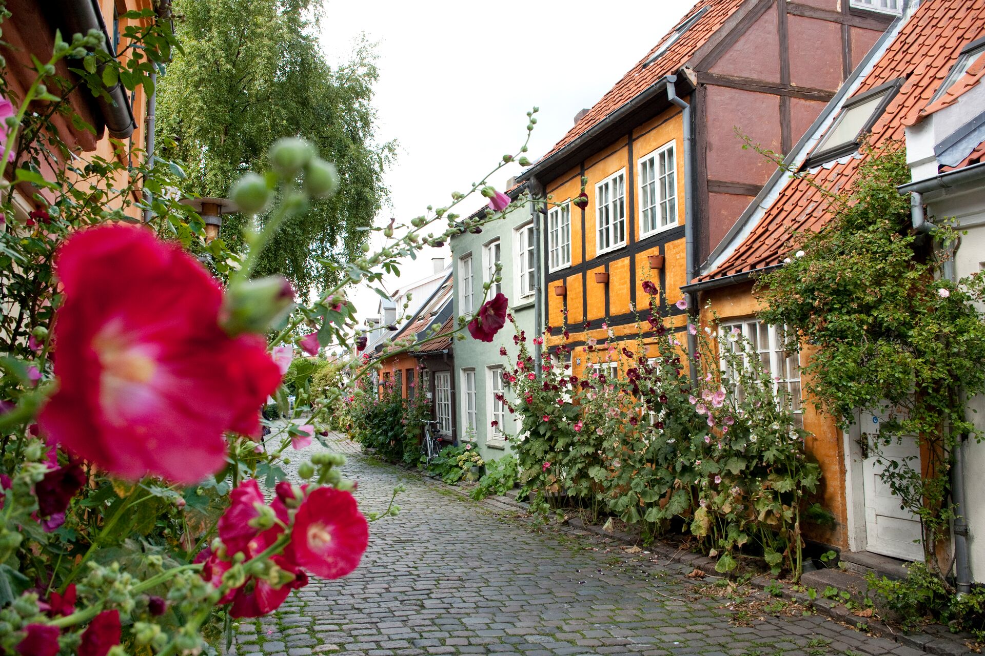 Historic Houses on a street with bushes and flowers