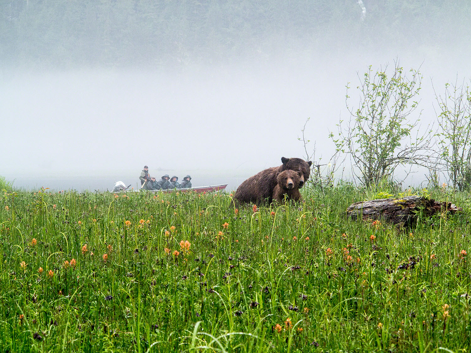 People seeking out bears in the wild