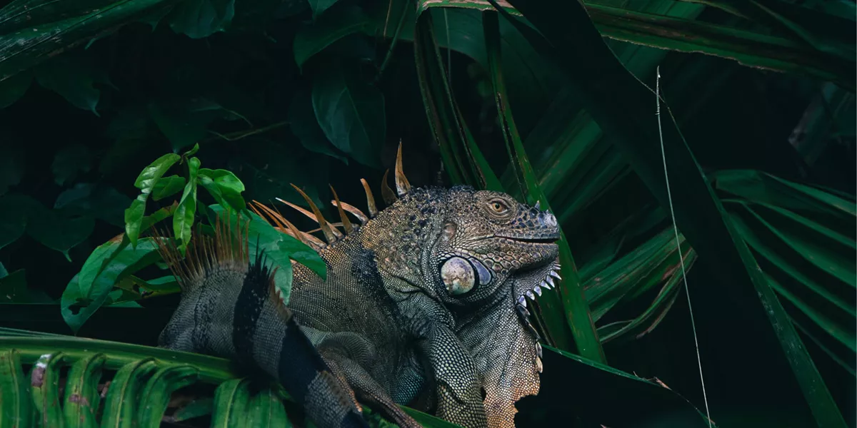 Green iguana amongst leaves
