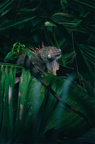 Green iguana amongst leaves